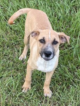 Rescue Shepherd Dogs for Adoption in Cairo, Georgia - Tulip | PetCurious