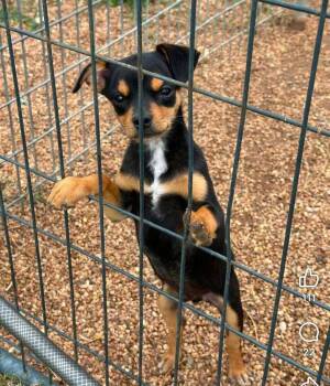 Ream /Chi 3 -  Terrier and Chihuahua Dog for Adoption in Saugus, Massachusetts - Ream /Chi 3 | PetCurious