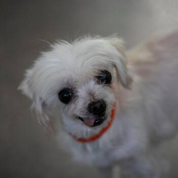 Sophia Loren (JN26-61) -  Maltese Dog for Adoption in Peyton, Colorado - Sophia Loren (JN26-61) | PetCurious