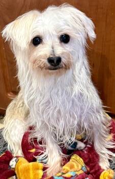 Hypoallergenic Yorkie Mili -  Yorkshire Terrier Dog for Adoption in Boca Raton, Florida - Hypoallergenic Yorkie Mili | PetCurious