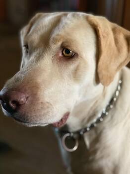 Kat -  Yellow Labrador Retriever Dog for Adoption in Sonora, California - Kat | PetCurious