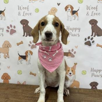 Annie -  Beagle Dog for Adoption in Princeton, Kentucky - Annie | PetCurious