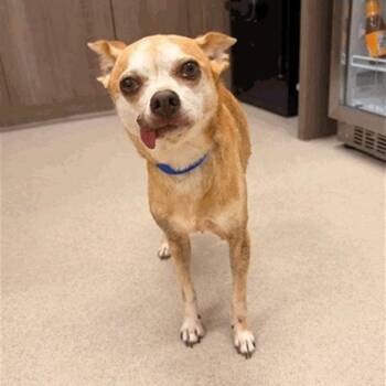 Sina -  Chihuahua Dog for Adoption in Houston, Texas - Sina | PetCurious