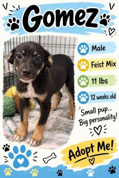 Gomez -  Mixed Breed Dog for Adoption in Rock Hill, New York - Gomez | PetCurious