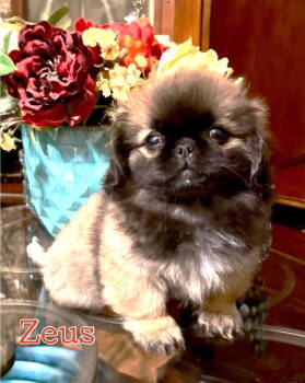 Rescue Pekingese Dogs for Adoption in Warwick, Rhode Island - Zeus (JC) In MS | PetCurious
