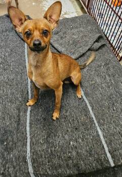 Chase -  Chihuahua Dog for Adoption in El Centro, California - Chase | PetCurious