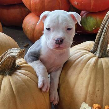 Pua -  Pit Bull Terrier Dog for Adoption in Columbia, South Carolina - Pua | PetCurious