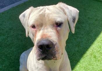 A552102 -  Dogo Argentino and Mixed Breed Dog for Adoption in Moreno Valley, California - A552102 | PetCurious