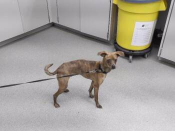GUNNER -  Chihuahua and Mixed Breed Dog for Adoption in Omaha, Nebraska - GUNNER | PetCurious
