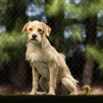 Maggie -  Mixed Breed Dog for Adoption in Jupiter, Florida - Maggie | PetCurious