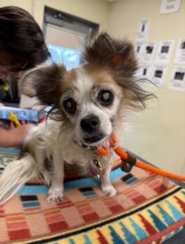 Rescue Papillon and Mixed Breed Dogs for Adoption - Trixie 2 | PetCurious