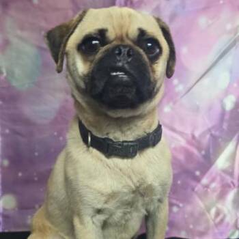 2 Bald Bob -  Pug and Mixed Breed Dog for Adoption in Fort Collins, Colorado - 2 Bald Bob | PetCurious