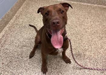 KOBE -  Pit Bull Terrier and Mixed Breed Dog for Adoption in Colorado Springs, Colorado - KOBE | PetCurious