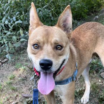 Kane -  Labrador Retriever and Basenji Dog for Adoption in Falls Church, Virginia - Kane | PetCurious