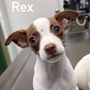 Rescue Jack Russell Terrier and Chihuahua Dogs for Adoption in Otisfield, Maine - Rex | PetCurious