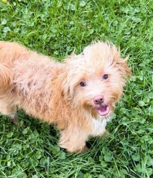 ANDY -  Yorkie Poo Dog for Adoption in Belmont, New York - ANDY | PetCurious