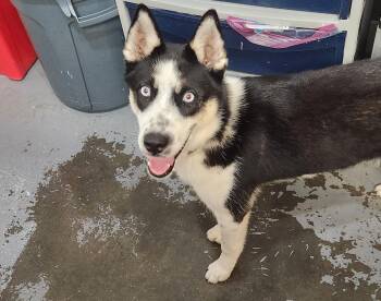 Rescue Siberian Husky Dogs for Adoption in Berea, Kentucky - Yvette | PetCurious