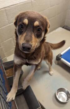 Husky and Border Collie Dogs Available for Adoption - Rosie | PetCurious