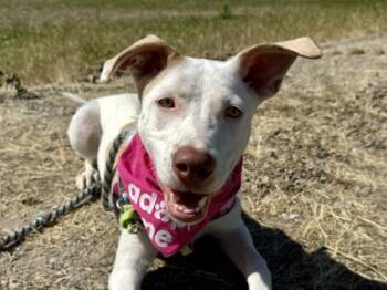 Chai -  Pit Bull Terrier and Shepherd Dog for Adoption in Portland, Oregon - Chai | PetCurious