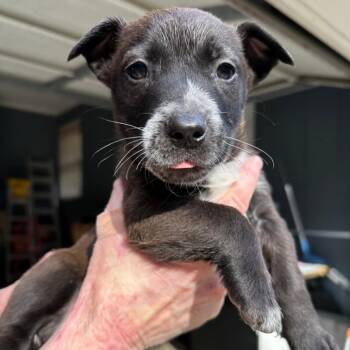 Mixed Breed Dogs Available for Adoption - Yoda | PetCurious