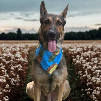 Rescue German Shepherd Dog Dogs for Adoption in Lucas, Texas - MAX GS | PetCurious