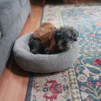 Schnauzer Dogs Available for Adoption in Corvallis, Oregon - Bebo | PetCurious