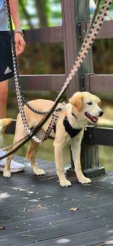 Cori -  Jindo Dog for Adoption in New York, New York - Cori | PetCurious