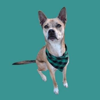 German Shepherd Dog Dogs Available for Adoption - Dingo -- URGENT! | PetCurious