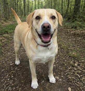 Lola -  Labrador Retriever and Terrier Dog for Adoption in Mount Prospect, Illinois - Lola | PetCurious