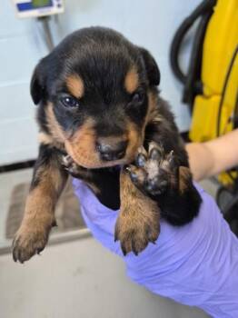 Nc-2 -  Rottweiler Dog for Adoption in Lawrenceville, Georgia - Nc-2 | PetCurious
