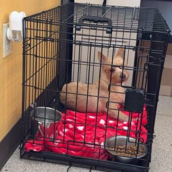 Hank -  Terrier Dog for Adoption in Allen, Texas - Hank | PetCurious