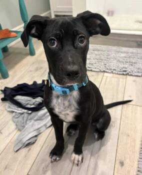 Ebony -  Labrador Retriever Dog for Adoption in Clearwater, Florida - Ebony | PetCurious