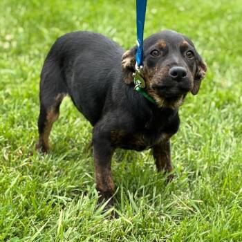 Pablo -  Labrador Retriever Dog Available for Adoption in South Elgin, Illinois - Pablo | PetCurious