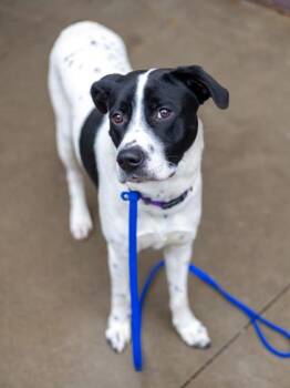 Mixed Breed Dogs Available for Adoption in Chamblee, Georgia - Gribble | PetCurious
