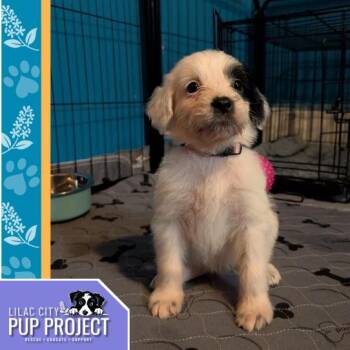 Rescue Mixed Breed and Poodle Dogs for Adoption in Spokane, Washington - Biscuit | PetCurious