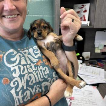 Bellatrix -  Beagle and Schnauzer Dog for Adoption in Christiansburg, Virginia - Bellatrix | PetCurious