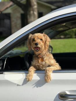 Osita -  Yorkshire Terrier and Miniature Schnauzer Dog for Adoption in Houston, Texas - Osita | PetCurious