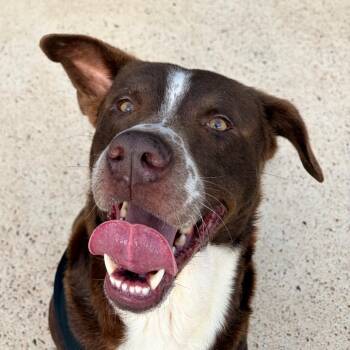 Mixed Breed Dogs Available for Adoption in Lake Jackson, Texas - Brick | PetCurious