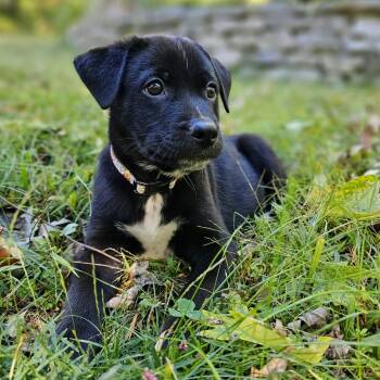 Roo -  Mixed Breed Dog for Adoption in Festus, Missouri - Roo | PetCurious