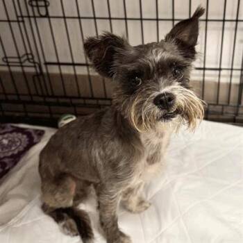 Morgan -  Miniature Schnauzer Dog for Adoption in Houston, Texas - Morgan | PetCurious