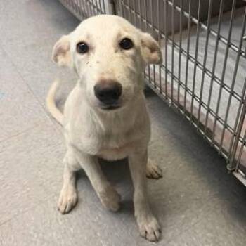 Giselle 26-08-111 -  Australian Shepherd and Mixed Breed Dog for Adoption in Bastrop, Texas - Giselle 26-08-111 | PetCurious