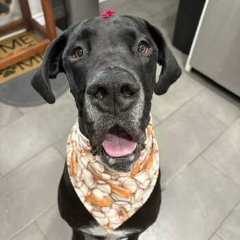 Great Dane Dogs Available for Adoption in Bullard, Texas - Gunther | PetCurious