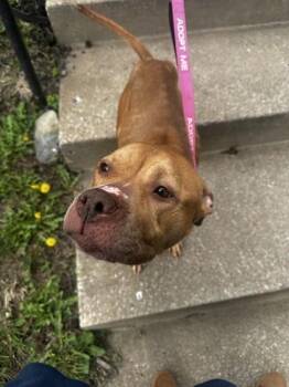 Pit Bull Terrier and Mixed Breed Dogs Available for Adoption in Kansas City, Missouri - Maid Marian | PetCurious