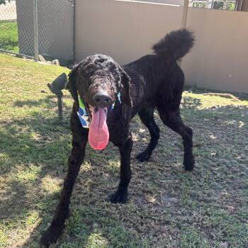 Anubis -  Standard Poodle Dog for Adoption in Humacao, Humacao - Anubis | PetCurious