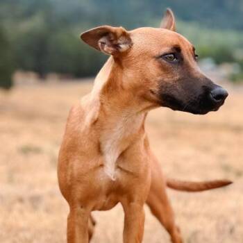 Sadie -  Belgian Shepherd Malinois and Mixed Breed Dog for Adoption in Portland, Oregon - Sadie | PetCurious