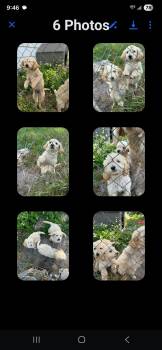 Goldendoodle Dogs Available for Adoption in Mary Esther, Florida - Doodle | PetCurious