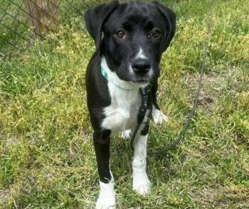 Labrador Retriever Dogs Available for Adoption - Marvel | PetCurious