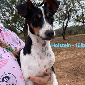 Rescue Rat Terrier and Mixed Breed Dogs for Adoption in Rockville, Maryland - Holstein | PetCurious