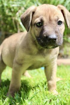 Cinder -  Belgian Shepherd Malinois and Pit Bull Terrier Dog for Adoption in Rialto, California - Cinder | PetCurious