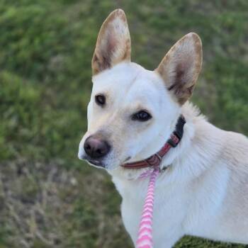Sirius -  German Shepherd Dog and Cattle Dog Dog for Adoption in Mansfield, Texas - Sirius | PetCurious